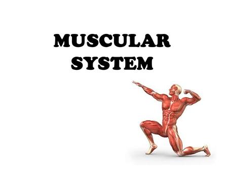 MUSCULAR SYSTEM. anatomical terminology ? Assume the anatomical position, what do these words mean? Inferior; superior Proximal; distal Medial; lateral.