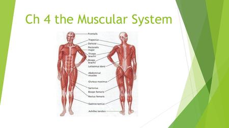 Ch 4 the Muscular System. Overview  Muscles: my/o, myos/o> Make body movement possible, hold body erect, move body fluids, and produce body heat.  Fascia: