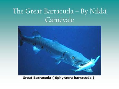 The Great Barracuda – By Nikki Carnevale. Biological Classification Kingdom Animalia Phylum Chordata Subphylum Vertebrata Class Actinopterygii Order Perciformes.