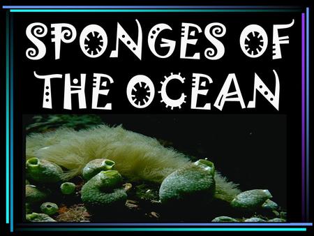 SPONGES OF THE OCEAN. Sponges get their food by filtering in water through their pores.