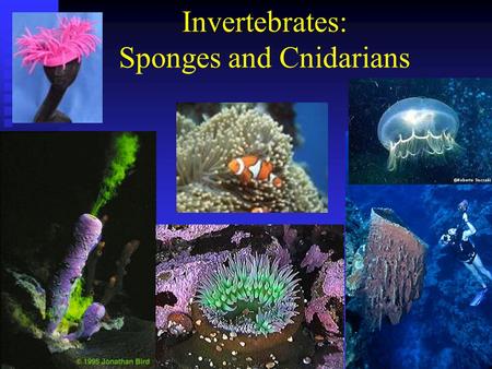 Invertebrates: Sponges and Cnidarians. Journal 2 You are an expert taxonomist who has been given an unknown specimen to identify. You suspect that it.