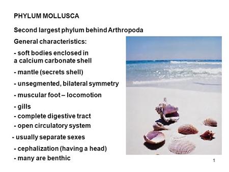 PHYLUM MOLLUSCA Second largest phylum behind Arthropoda