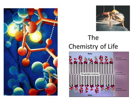 The Chemistry of Life Why are we studying chemistry? Chemistry is the foundation of Biology.