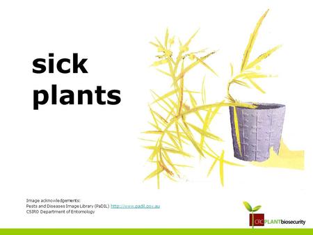 Sick plants Image acknowledgements: Pests and Diseases Image Library (PaDIL)  CSIRO Department of Entomology.