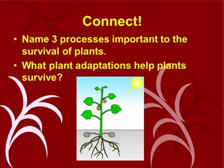 Connect! Name 3 processes important to the survival of plants. What plant adaptations help plants survive?