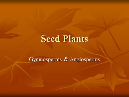 Seed Plants Gymnosperms & Angiosperms. What is a seed?? A seed contains an embryonic sporophyte A seed contains an embryonic sporophyte It has a protective.