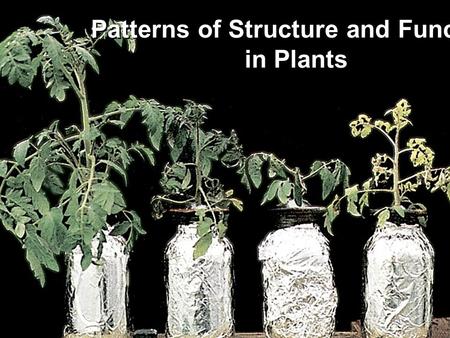 Patterns of Structure and Function in Plants. Brain Viagra In The News.