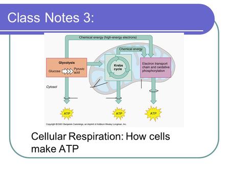 Class Notes 3: Cellular Respiration: How cells make ATP.