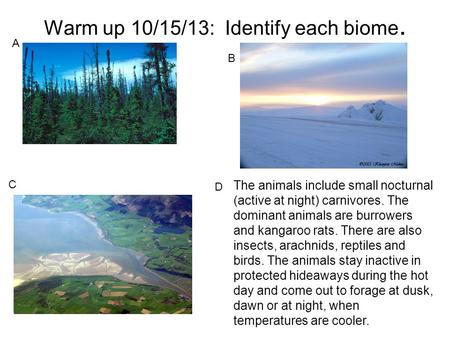 Warm up 10/15/13: Identify each biome. A B C The animals include small nocturnal (active at night) carnivores. The dominant animals are burrowers and kangaroo.