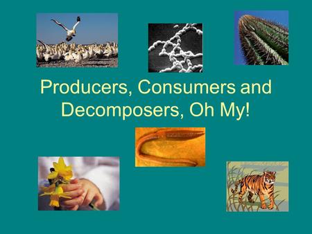 Producers, Consumers and Decomposers, Oh My!. The Purpose Scientists around the world disagree on the common needs of the living organisms. The “World.
