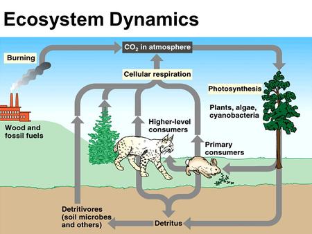 Ecosystem Dynamics. Trophic levels Levels of feeding in an environment Illustrate the flow of energy in an environment Producers- Organisms that “produce”