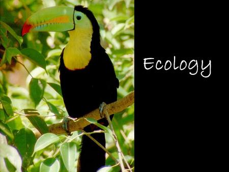 Ecology. WHAT IS ECOLOGY? Ecology- the scientific study of interactions between organisms and their environments. *Focus is on energy transfer *Ecology.