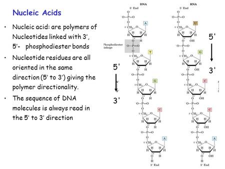 Nucleic Acids Nucleic acid: are polymers of Nucleotides linked with 3’, 5’- phosphodiester bonds Nucleotide residues are all oriented in the same direction.
