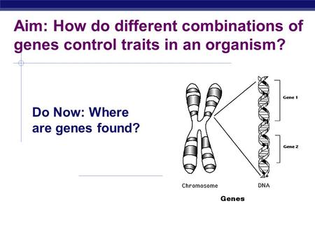 Aim: How do different combinations of genes control traits in an organism? Do Now: Where are genes found?