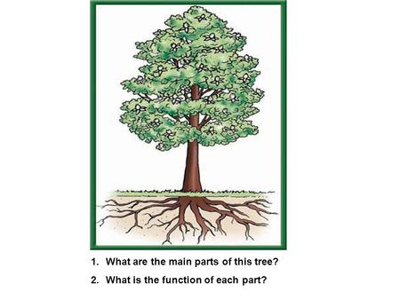 1.What are the main parts of this tree? 2.What is the function of each part?