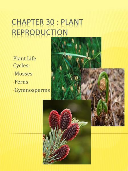 Plant Life Cycles: Mosses Ferns Gymnosperms. - Homosporous.