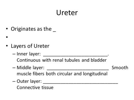 Ureter Originates as the _ Layers of Ureter – Inner layer: _________________________. Continuous with renal tubules and bladder – Middle layer: ________________________.