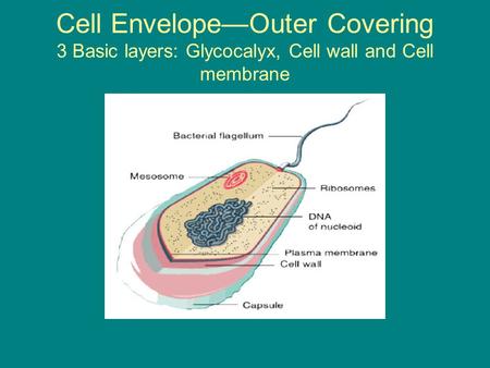 Cell Envelope—Outer Covering 3 Basic layers: Glycocalyx, Cell wall and Cell membrane.