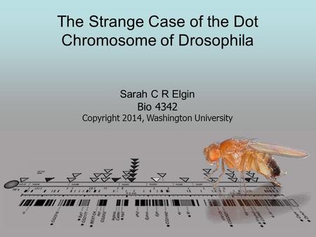 The Strange Case of the Dot Chromosome of Drosophila Sarah C R Elgin Bio 4342 Copyright 2014, Washington University.