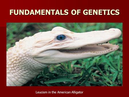 FUNDAMENTALS OF GENETICS Leucism in the American Alligator.
