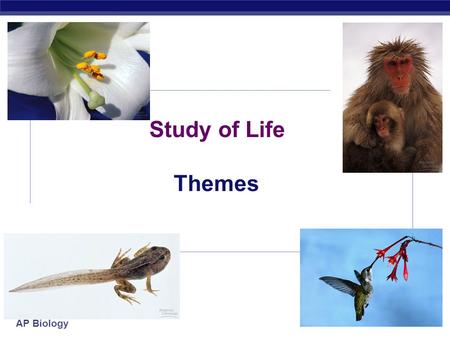 AP Biology 2007-2008 Study of Life Themes AP Biology Themes  Science as a process of inquiry  questioning & investigation  Evolution  Energy transfer.