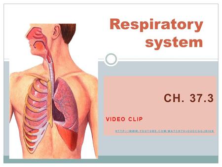 CH. 37.3 VIDEO CLIP  Respiratory system.