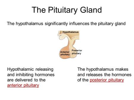 The Pituitary Gland Posterior pituitary The hypothalamus significantly influences the pituitary gland The hypothalamus makes and releases the hormones.