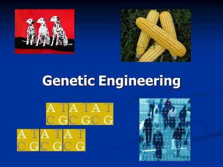 Genetic Engineering. II. Genetic engineering: Changing an organism’s DNA to make it more beneficial to humans.