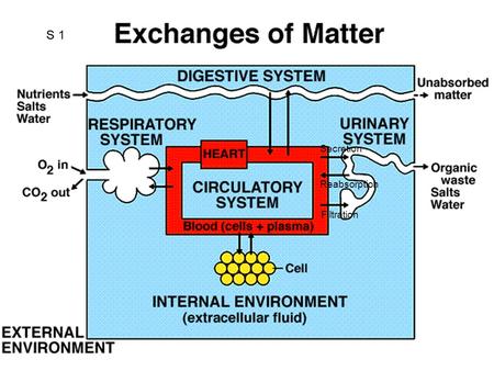 SS 1 Filtration Secretion Reabsorption. Circulatory System Circulates Nutrients: glucose, amino acids, fatty acids, ketones, etc Wastes: Hormones: bound.