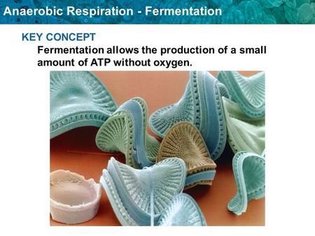 Anaerobic Respiration - Fermentation KEY CONCEPT Fermentation allows the production of a small amount of ATP without oxygen.