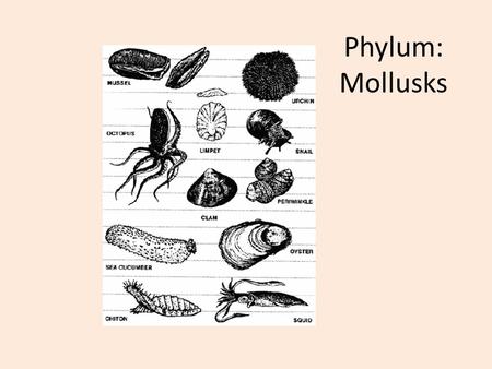 Phylum: Mollusks. Three Classes of Mollusks 1.Class Gastropoda – snails, slugs 2.Class Bivalvia – clams, oysters, mussels, scallops 3.Class Cephalopoda.