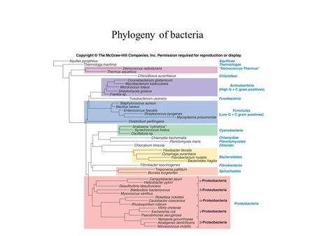 Phylogeny of bacteria. Nonproteobacteria gram-negative bacteria Many gram-negative bacteria belong to diverse phyla which differ from the proteobacteria.
