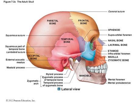 Image result for occipital bone