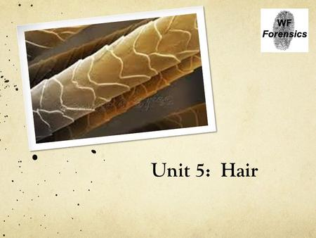 Unit 5: Hair. Objective: SWBAT identify forensic evidence found in hair samples. Do Now: What forensic evidence can be determined from hair?