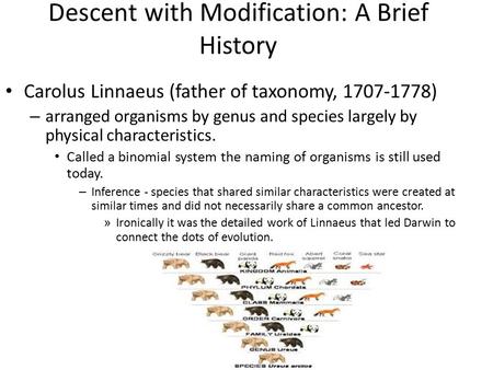 Descent with Modification: A Brief History Carolus Linnaeus (father of taxonomy, 1707-1778) – arranged organisms by genus and species largely by physical.