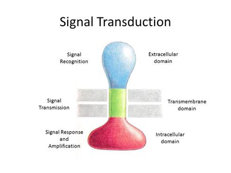 Signal Response and Amplification