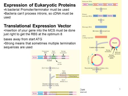 Companion site for Biotechnology. by Clark Copyright © 2009 by Academic Press. All rights reserved. 1 Expression of Eukaryotic Proteins A bacterial Promoter/terminator.