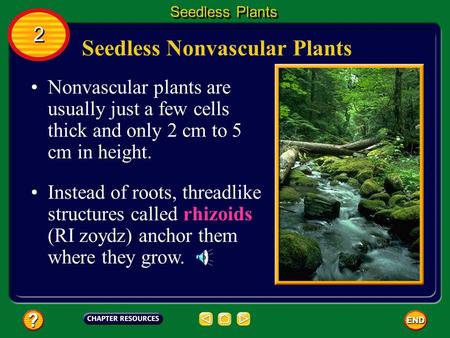 Seedless Nonvascular Plants Nonvascular plants are usually just a few cells thick and only 2 cm to 5 cm in height. Instead of roots, threadlike structures.