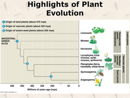 Highlights of Plant Evolution. Alternation of Generation Both a __________ haploid and __________ diploid stages in the life cycles.