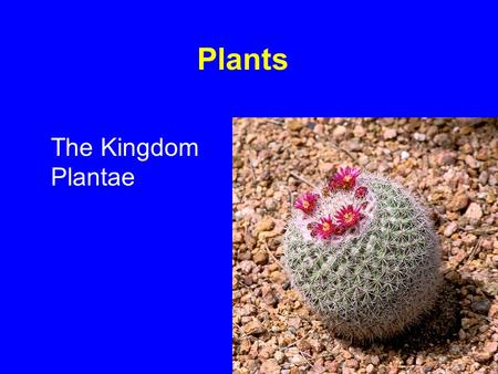Plants The Kingdom Plantae. Common characteristics 1.Multicellular 2.Eukaryotic 3.Photoautotrophic.