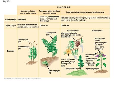 Fig PLANT GROUP Mosses and other nonvascular plants