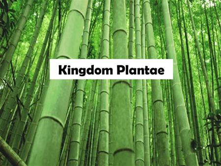 Kingdom Plantae. Characteristics of All Plants Kingdom Plantae Non-Vascular (Bryophytes) MossesHornwortsLiverworts Vascular (Tracheophytes) SeedlessSeedAngiospermsGymnosperms.