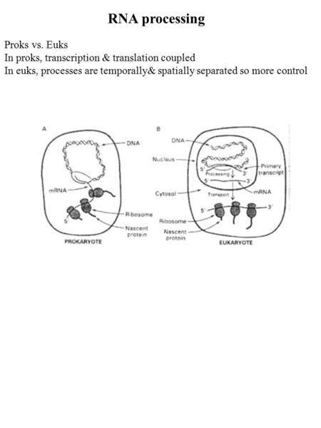 RNA processing Proks vs. Euks In proks, transcription & translation coupled In euks, processes are temporally& spatially separated so more control.