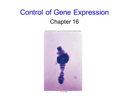 Control of Gene Expression Chapter 16. 2 Control of Gene Expression Initiation of Transcription is controlled by controlling gene expression. Regulatory.