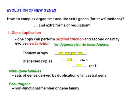 EVOLUTION OF NEW GENES How do complex organisms acquire extra genes (for new functions)? … and extra forms of regulation? 1. Gene duplication - one copy.