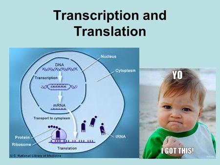 Transcription and Translation. The Central Dogma of Molecular Biology: DNA --> RNA --> Protein Protein synthesis requires two steps: transcription and.