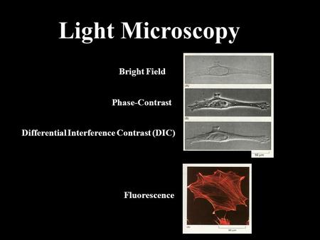 Light Microscopy Bright Field Fluorescence Phase-Contrast Differential Interference Contrast (DIC)