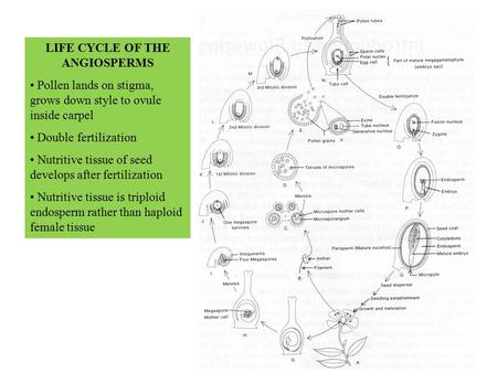 LIFE CYCLE OF THE ANGIOSPERMS Pollen lands on stigma, grows down style to ovule inside carpel Double fertilization Nutritive tissue of seed develops after.
