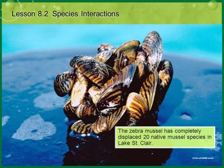 Lesson 8.2 Species Interactions