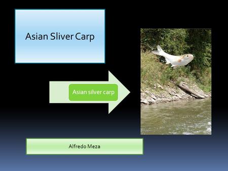 Asian silver carp Asian Sliver Carp Alfredo Meza.